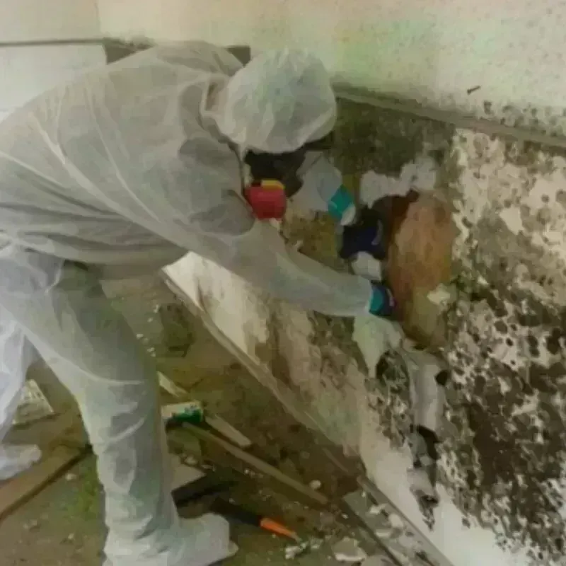 Mold Remediation and Removal in Rock Hall, MD